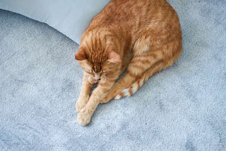 A cute lazy ginger tabby cat sleeps on a bed with gray blanket near the pillow. Unique relax or rest...
