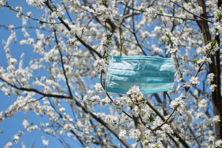 Medical mask on white blossom cherry tree with blue clear sky background. Concept of isolation mood...
