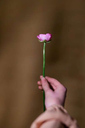 Girl's hand giving violet ranunculus flower with love and tender. Offering flower to girl in Valentine Day or International Women's Dayの写真素材