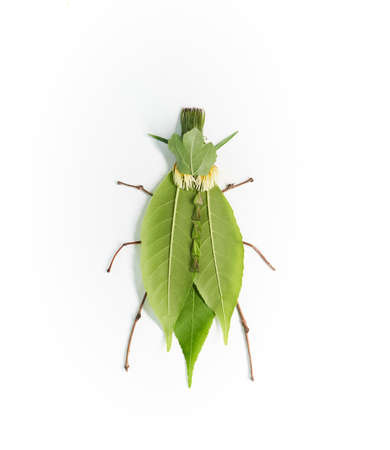 Green bug made from natural materials: different green leaves and wooden thin sticks. Insect isolated on white background. High quality vertical photoの写真素材
