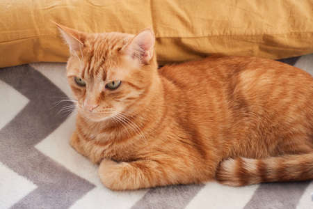 Orange and ginger cat close-up portrait. Adult red cat lying on a gray fluffy blanket background. Domestic feline concept. High quality photoの写真素材