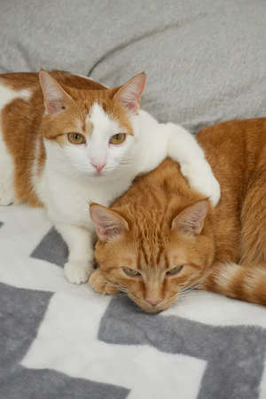 White and ginger cat making a hug with cute lazy ginger tabby cat on a bed with gray blanket near the pillow. Unique domesticated cats leisure time or rest concept. High quality photoの写真素材