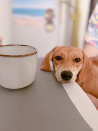 Adorable brown puppy with sad emotion lying on a table with cup standing on it. Ginger cute dachshund doggy. High quality vertical photoの写真素材