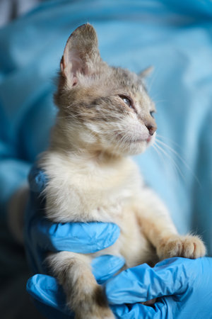small kitten in the hands of a doctor. Stray cat in the animal hospital. High quality photoの写真素材