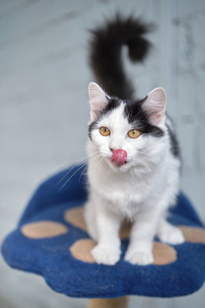 Hungry cat with green eyes looking and waiting for food. High quality photoの写真素材