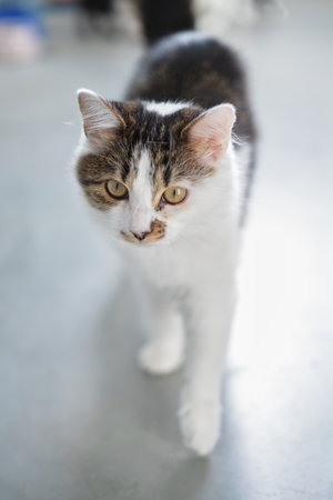 Hungry cat with green eyes looking and waiting for food. High quality photo