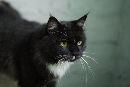 Hungry cat with green eyes looking and waiting for food. High quality photoの写真素材