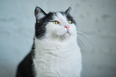 Hungry cat with green eyes looking and waiting for food. High quality photo