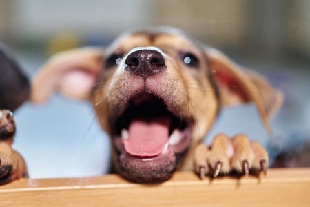 Stray puppy in a Dog shelter. Nose in focus. Homeless puppies looking for home and care. High quality photoの写真素材