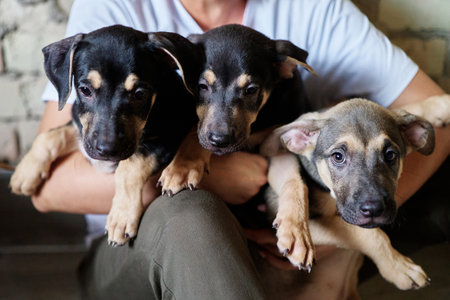 Stray puppies in the hands of volunteer. Homeless puppies looking for home and care. High quality photoの写真素材
