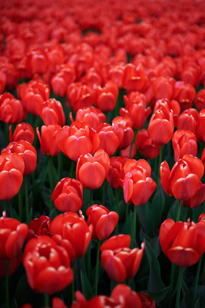 Beautiful tulips in the garden. Bright red flowers. Spring and summer background. High quality vertical photoの写真素材