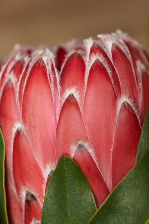 Flower Protea close-up on a dark background. Beautiful king protea flower in bloom. High quality vertical photoの写真素材