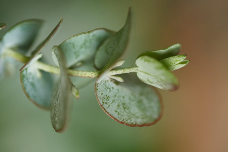 One branch with green leaves on dark background. Green eucalyptus leaves. Close up, fresh grass, decorative plant, natural floral design, agriculture symbol or ecology icon. High quality photoの写真素材