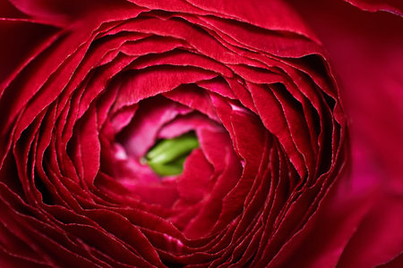 Beautiful fresh ranunculus flower, closeup. Red ranunculus flower macro. Floral nature background. High quality photoの写真素材