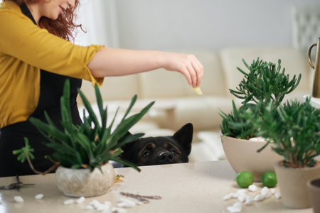 Young ginger woman in black apron with akita dog having fun at home . Smiling and feeding the dog. High quality photoの写真素材