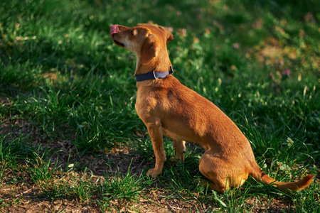 Beautiful ginger dog sitting in the garden at the sunset looking aside . Green grass, summer conceptHigh quality photoの写真素材