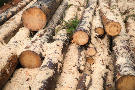 Log spruce trunks pile. Sawn trees from the forest. Logging timber wood industry. Cut trees along a road prepared for removal. High quality photoの写真素材