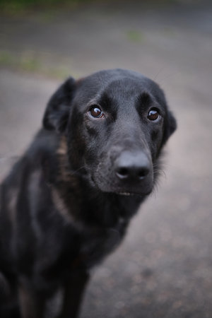 Close up portrait of cute and funny mixed breed dog sitting on the green grass. Dog, looking at the camera, waiting for adoption by pet parent High quality photoの写真素材