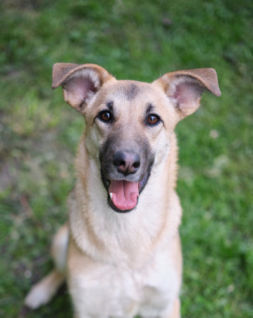 Close up portrait of cute and funny mixed breed dog sitting on the green grass. Dog, looking at the camera, waiting for adoption by pet parent High quality photoの写真素材