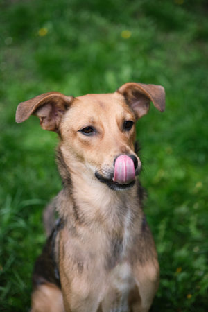Funny and cute mixed breed dog looking at the camera with tongue seen on green grass background. Dog for adoption, waiting for pet parent. Vertical High quality photoの写真素材