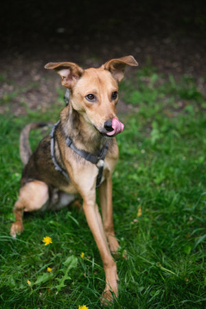 Funny and cute mixed breed dog looking at the camera with tongue seen on green grass background. Dog for adoption, waiting for pet parent. Vertical High quality photoの写真素材