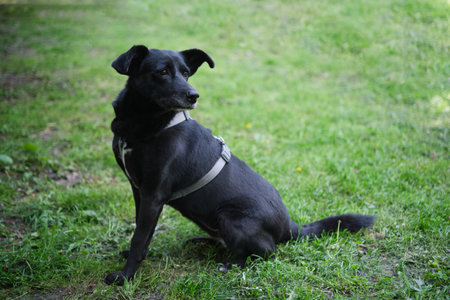 Mixed breed cute and funny dog sitting on the green grass looking at the camera. Dog for adoption, lovely and kawai black color fur dog High quality photoの写真素材