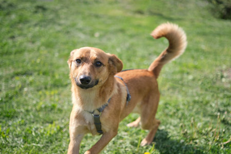 Dog cute and sweet, looking at the camera on the green grass background. Mixed breed dog waiting for adoption by pet parents. High quality photoの写真素材