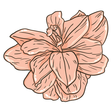  lily  Vector illustration of cute lilyのイラスト素材