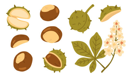 Set of chestnuts. Vector illustration isolated on a white background.のイラスト素材