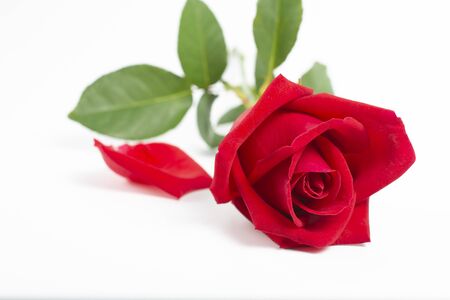 Beautiful red rose  on white backgroundの写真素材
