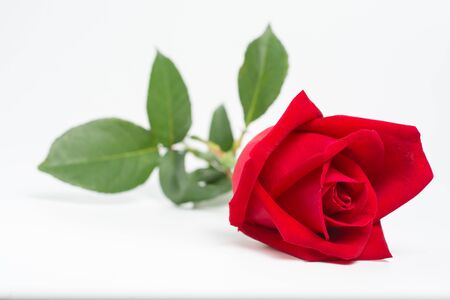 Beautiful red rose flower on white background.の写真素材