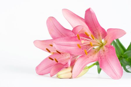 Beautiful pink lily on a white background.の写真素材