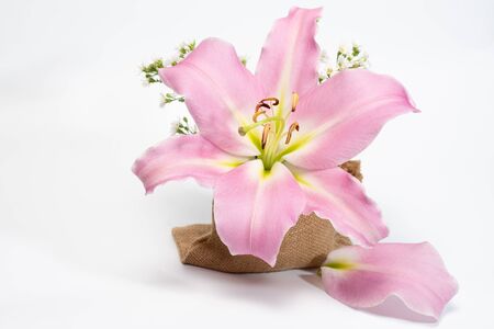 Beautiful pink lily on a white backgroundの写真素材