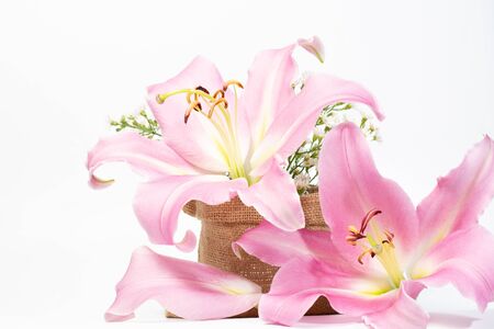 lily pink on background whiteの写真素材