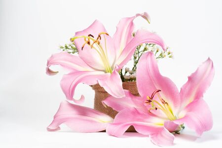 Beautiful pink lily on a white backgroundの写真素材