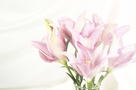 Lily pink or purple on white fabricの写真素材