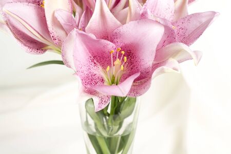Beautiful lily pink or purple in glass vase on white fabricの写真素材