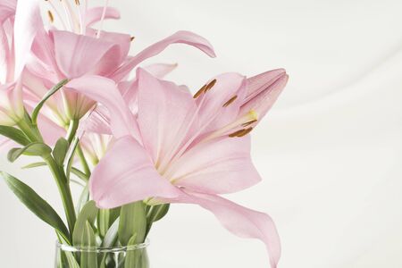 Pink lilies in a glass vase on a white backgroundの写真素材