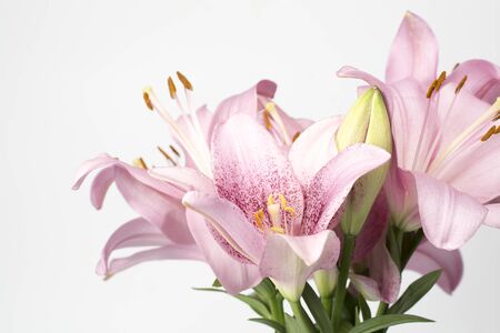 Beautiful pink lily on white backgroundの写真素材