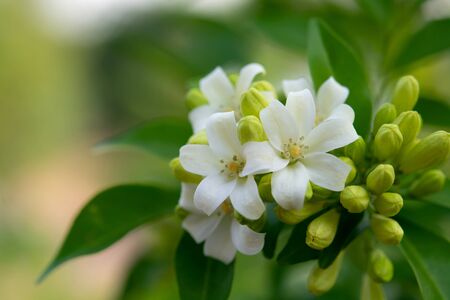 White flower in the natural background beautiful.Orange jasmineの写真素材