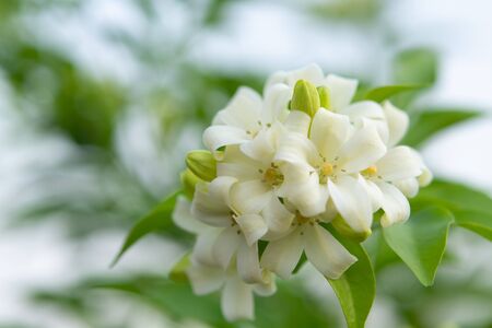  White flower in the natural background beautiful.Orange jasmineの写真素材