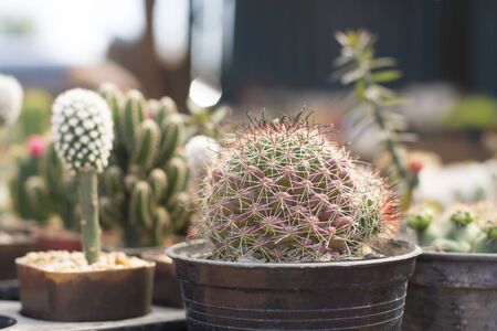 cactusの写真素材