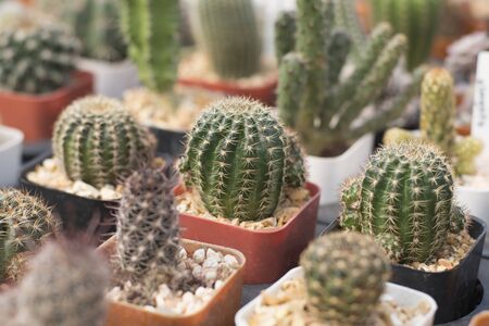 Cactus  a pot in the garden.の写真素材