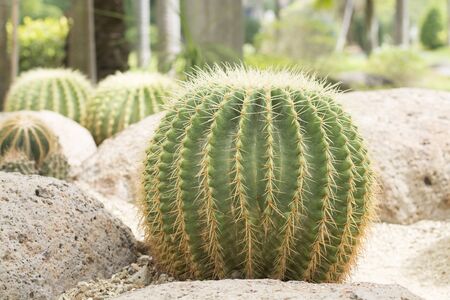 Cactus in the gardenの写真素材