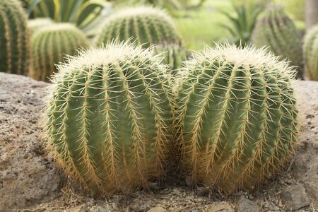 Two cactus in the garden.の写真素材