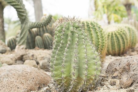 The cactus is in a beautiful garden.の写真素材