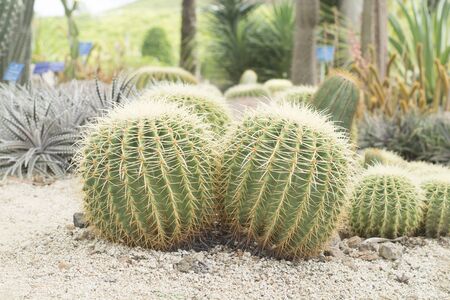 Two cactus in a beautiful gardenの写真素材