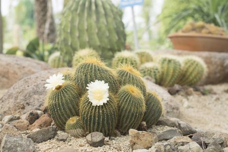 Cactus in the garden.の写真素材