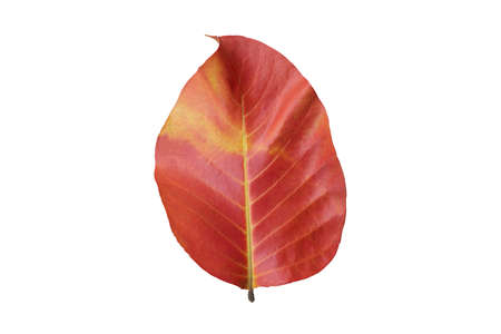 Red Leaves on the whiteの写真素材