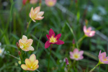 Zephyranthes grandiflora beautiful on the garden. Rainlillyの写真素材